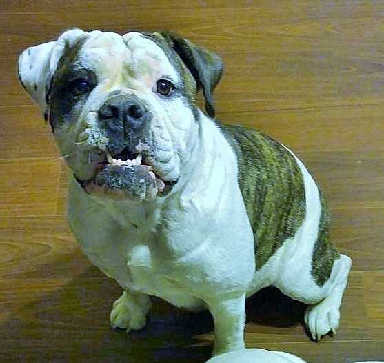 Gizzy | Olde English Bulldogge 