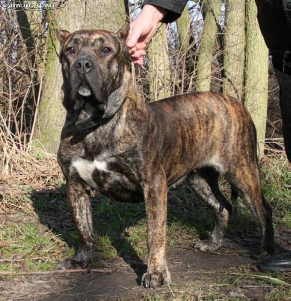 Cora de Presas Yeyfe | Perro de Presa Canario 