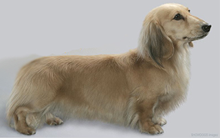 Stoneleigh Sunshine Twinkle Of Chadamyle | Dachshund 