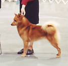 Regal's Red Blue Mischief | Finnish Spitz 