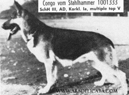 Congo vom Stahlhammer | German Shepherd Dog 