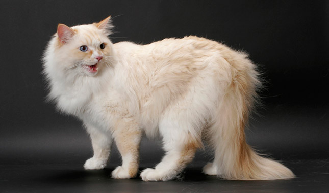 Ragamuffin ( Liebling)