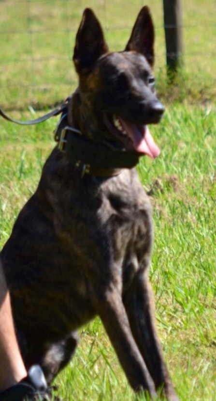 Mac (Mr D Van Leeuwen)  (USA Mr. Rick Carde) | Dutch Shepherd 