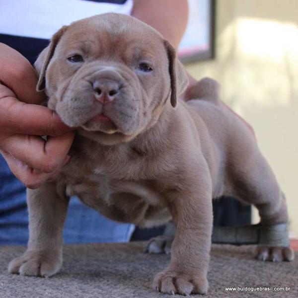 Nina do Molosso do Jerivá | Olde English Bulldogge 