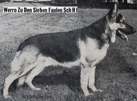 Werro zu den Sieben-Faulen | German Shepherd Dog 