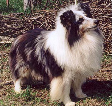 Concordia's Evening Shadow vom Zitadellengraben | Shetland Sheepdog 