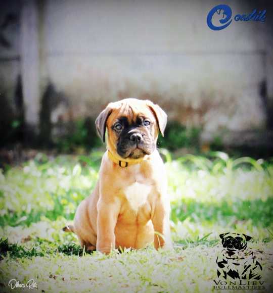 Von Liev 'n Eashik Antonella | Bullmastiff 