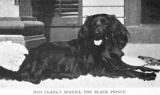 The Black Prince | English Cocker Spaniel 