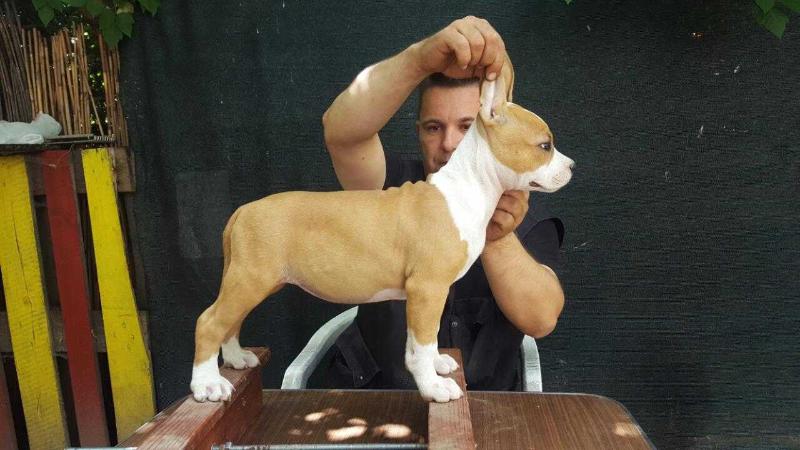 Pride of Macedonia THE LOVE IN THE SKY | American Staffordshire Terrier 