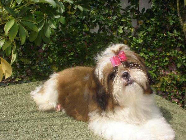 ISABELLA CHACARA'S DOG | Shih Tzu 