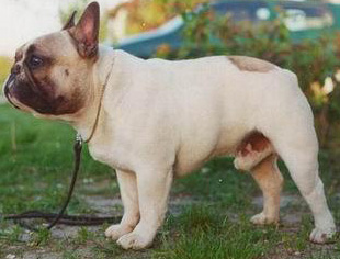 DUSTIN VON GLANDORF | French Bulldog 