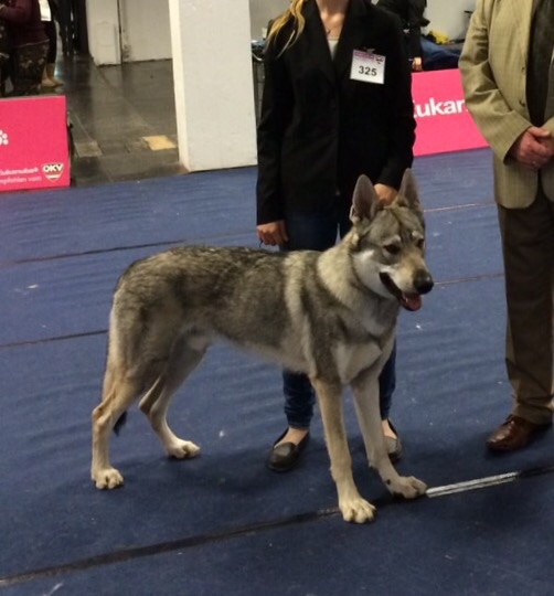 Albireo Echelon Wolf | Czechoslovakian Wolfdog 