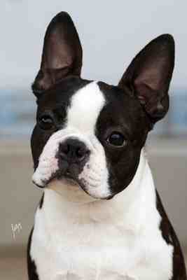 Heartily Blackout | Boston Terrier 
