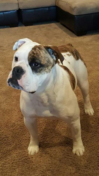 Maddox | Olde English Bulldogge 