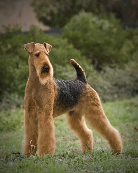 Penaire’s Chip Leader at Longvue | Airedale Terrier 