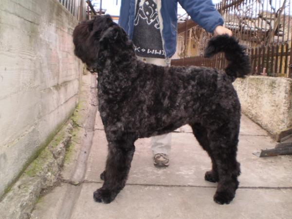 Bourbon de la Colline Verte | Bouvier des Flandres 