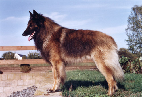 Anthony du Domaine de Chôdes | Belgian Tervuren 