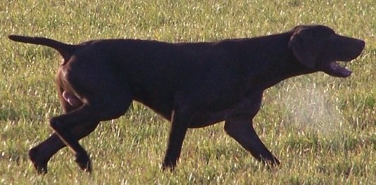 Atos de la Porte de Becray | German Shorthaired Pointer 