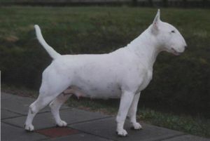 Grisse Basse Baffling Sweep | Bull Terrier 