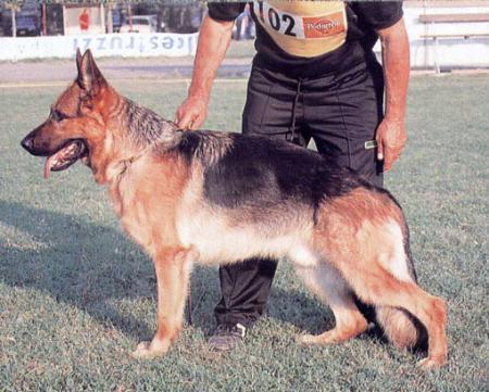 Quoll di Casa Mary | German Shepherd Dog 