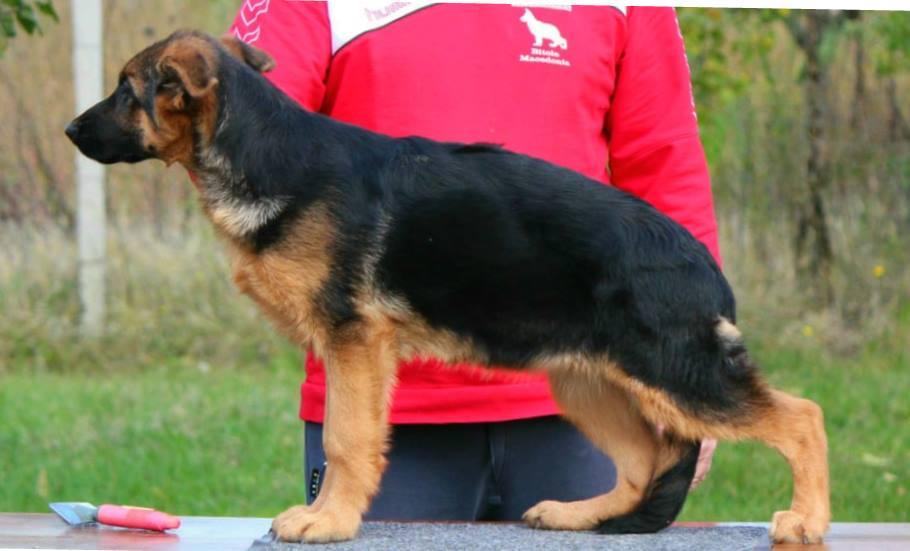 Tina von der Accent | German Shepherd Dog 
