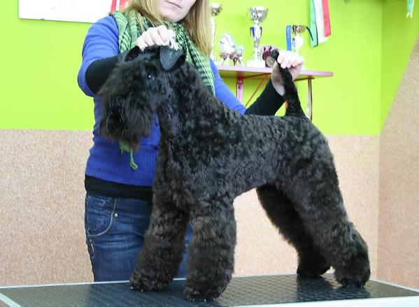 Lynnsto Carolina Blu | Kerry Blue Terrier 