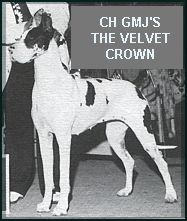 Gmj's the Velvet Crown | Great Dane 