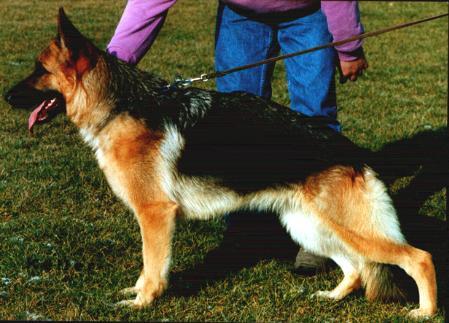 Hanni von der Steinleite | German Shepherd Dog 