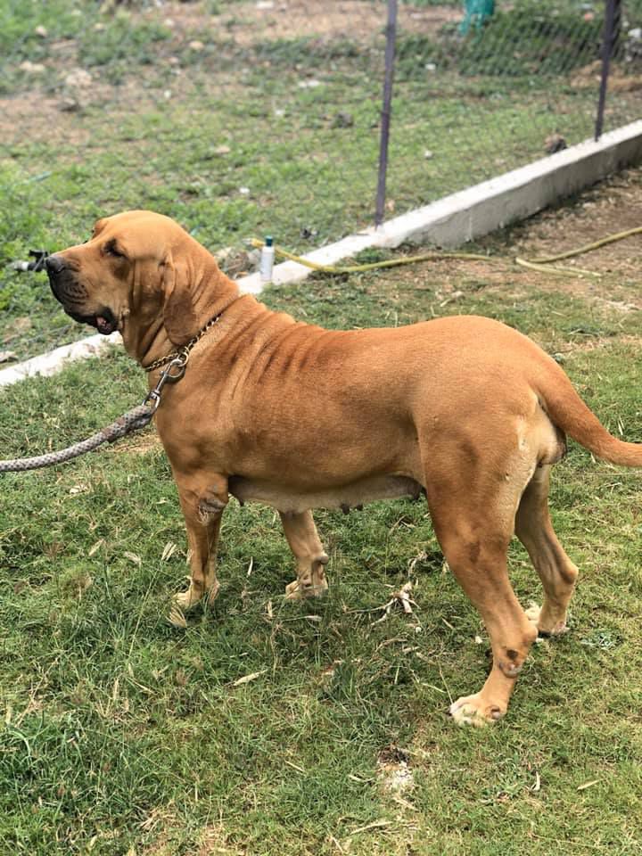 GUPPY | Fila Brasileiro 