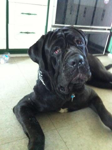 Cheadeaux's Peschi | Neapolitan Mastiff 