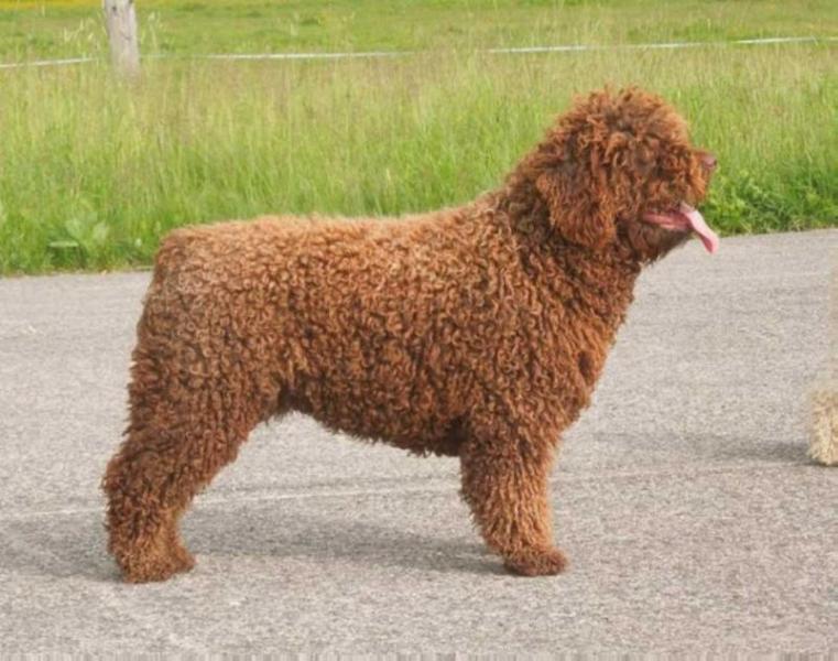 Rayaragua BILLABONG | Spanish Water Dog 