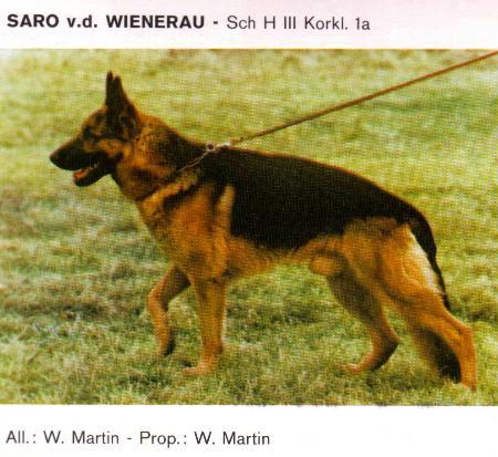 Saro von der Wienerau | German Shepherd Dog 