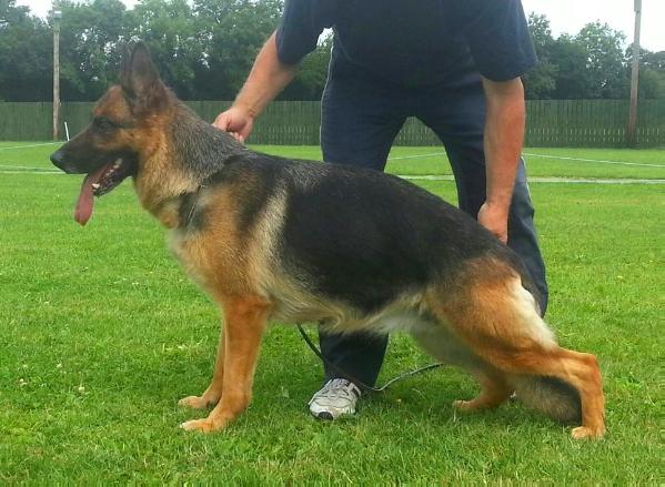 Launhurst Enya | German Shepherd Dog 