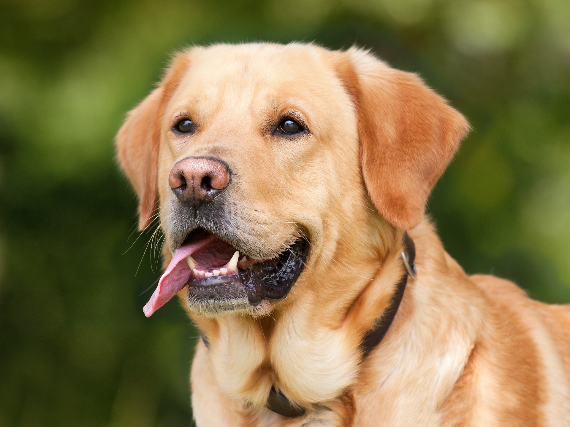 tongue out dog