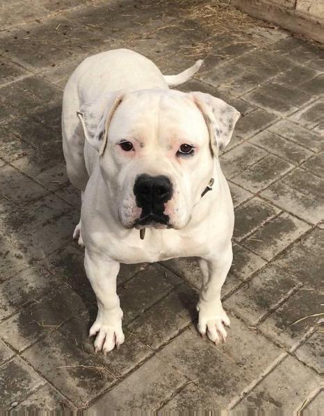Blackshirts Blanca of D&amp;D | American Bulldog 