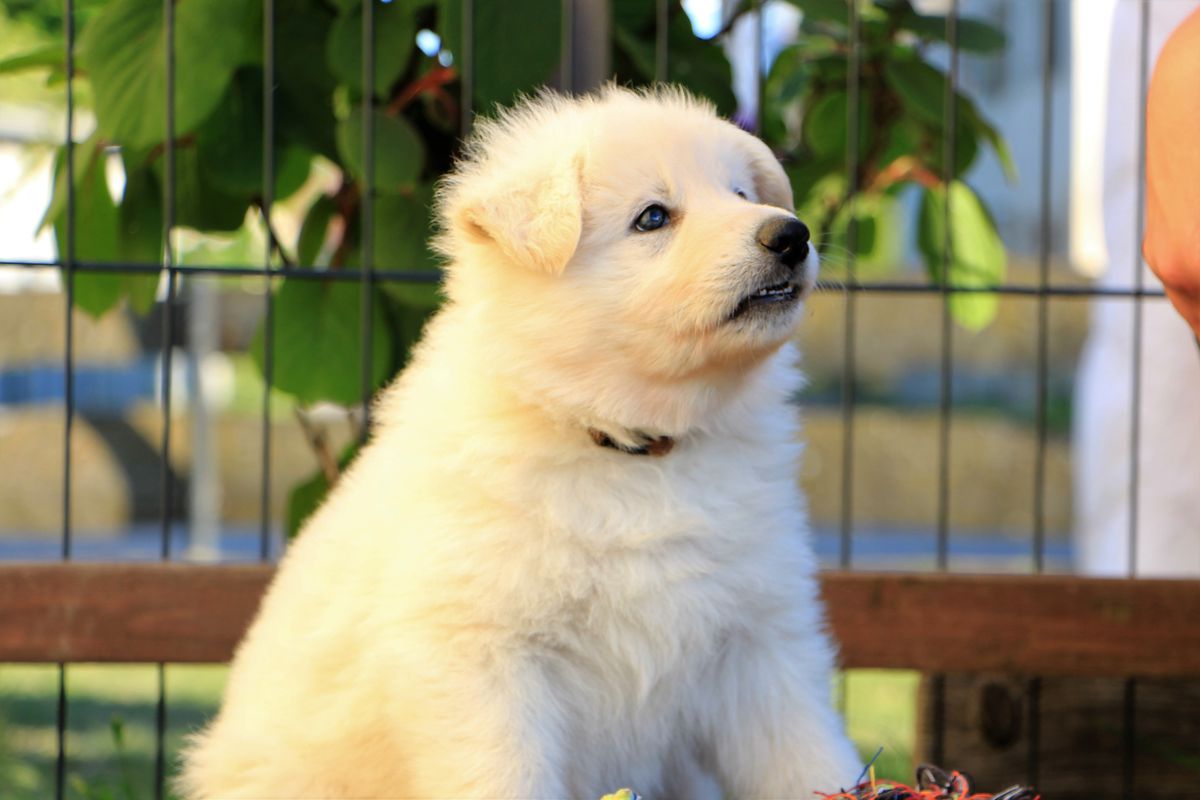 Chester Floyd vom Blutsberger Schatten | White Swiss Shepherd Dog 