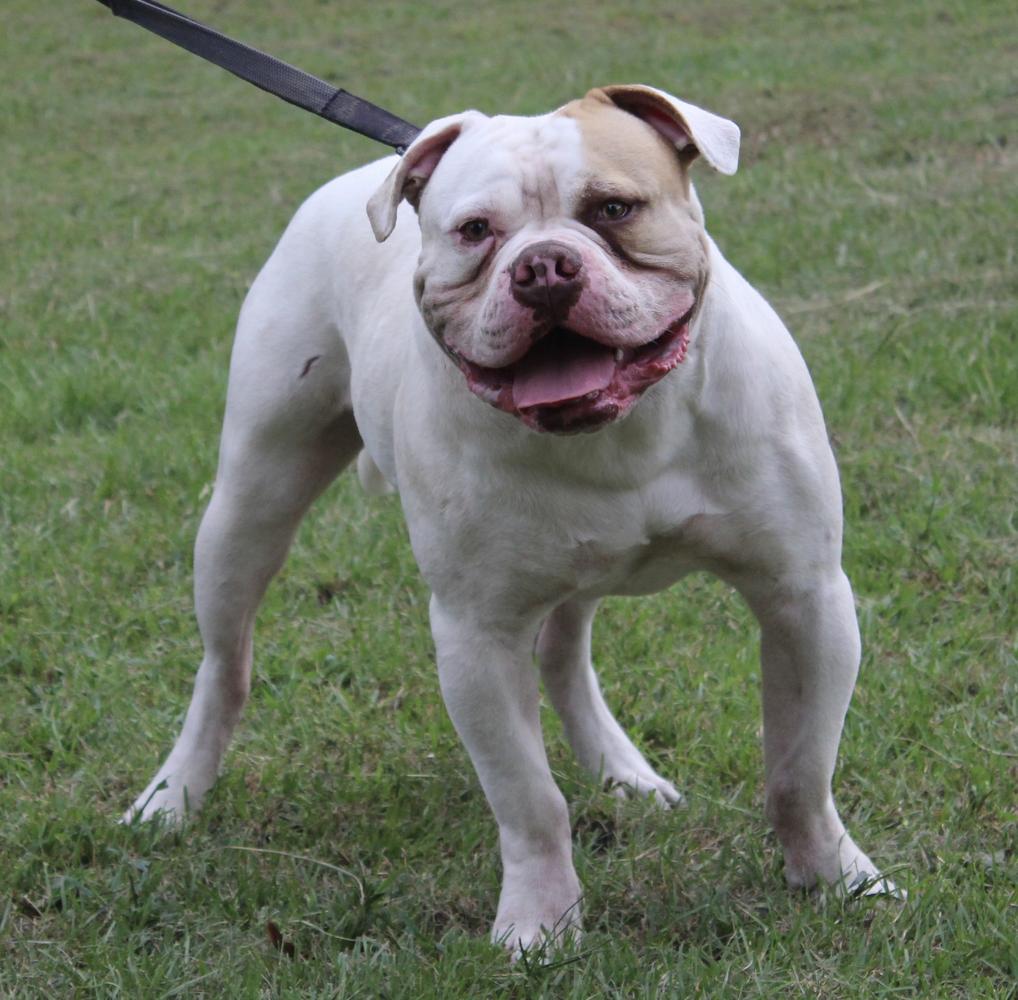 East TX Bulldogs Prince Zuko | American Bulldog 