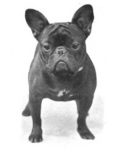 Gamin's Boni Boy 266136 vXXXVI | French Bulldog 