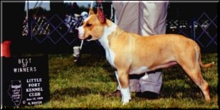 Epicure's Fireworks Obsession | American Staffordshire Terrier 