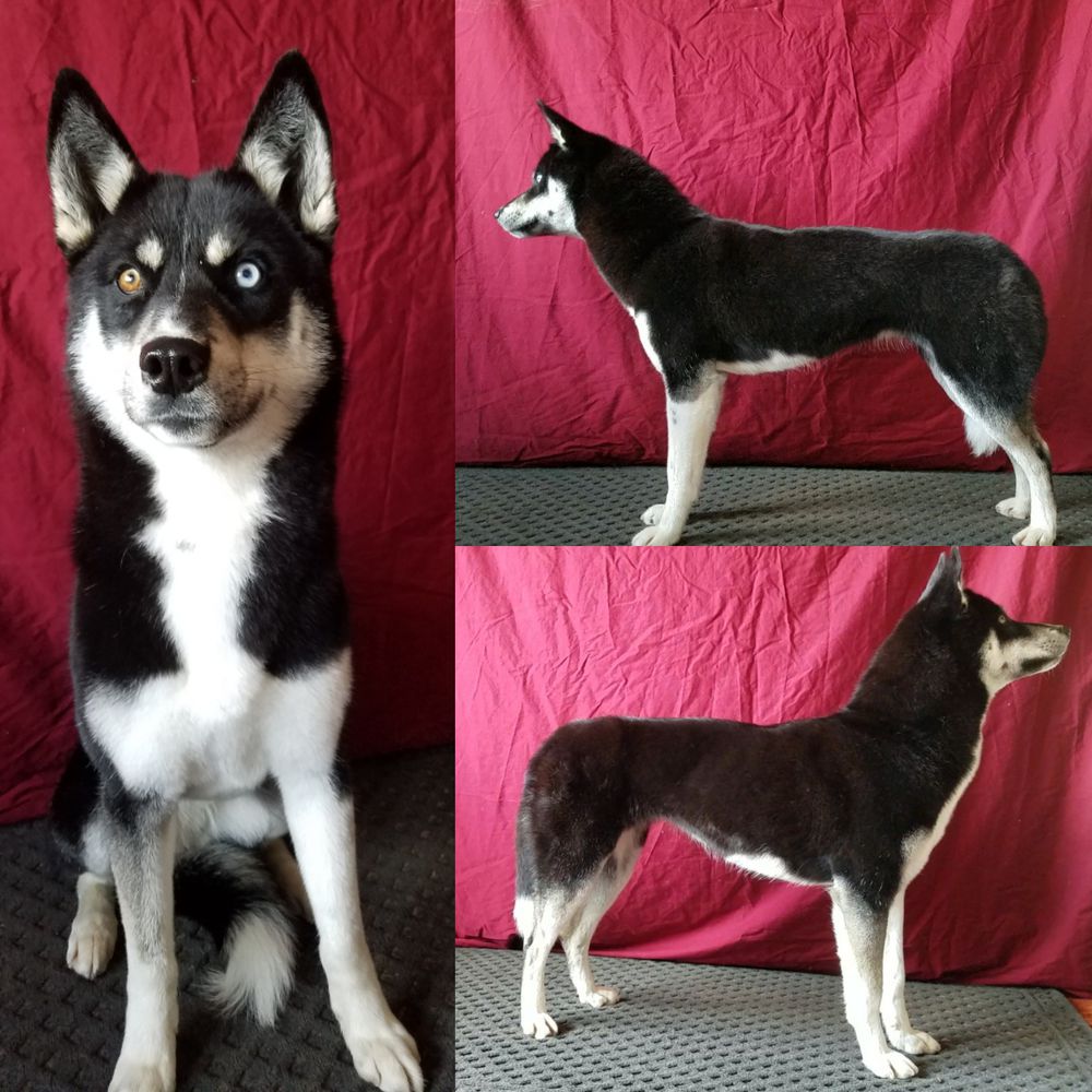 Deer Creek's Ace of Spades | Siberian Husky 