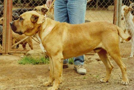 Leon Alacant-Bull | Perro de Presa Canario 