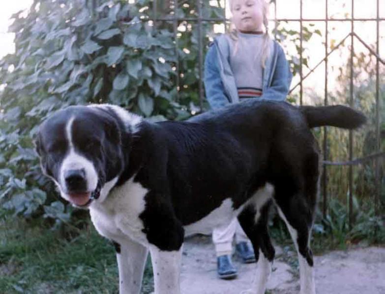 GROZNAYA STAYA BARA | Central Asian Shepherd Dog 