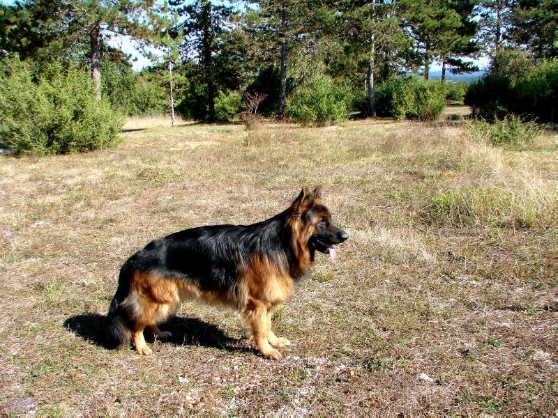 LOBO du Bois du Luxembourg | German Shepherd Dog 