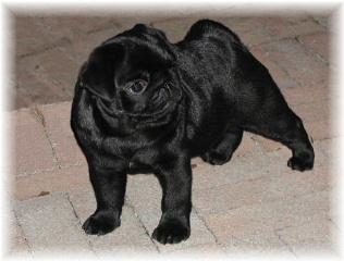 kesander's captain midnight | Pug 