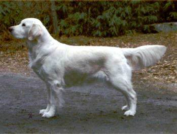 Inassicas Sea Mayweed | Golden Retriever 