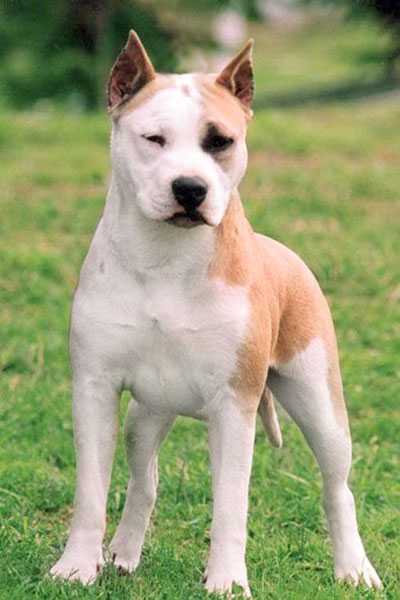 Vyshaya Mera iz Voiska Tamerlana | American Staffordshire Terrier 