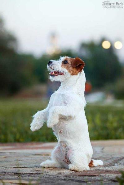 Lovely-Orange Julia's Dolli Bella | Jack Russell Terrier 