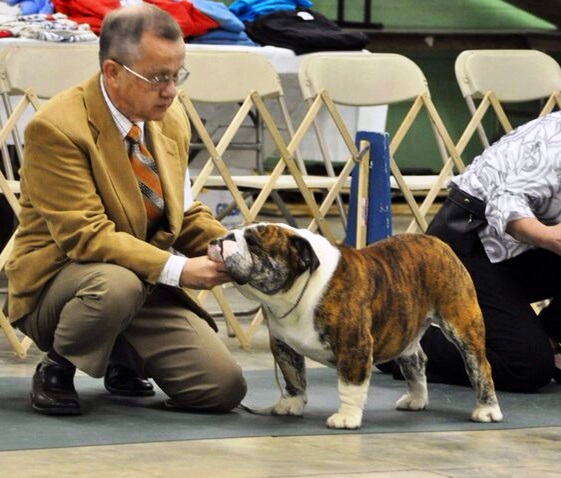 Cherokee Legend Vivilove Sweetwater Wyatt | Bulldog 