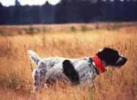 Sure Shot's Maggie | German Wirehaired Pointer 