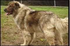 Arusha Luna | Yugoslavian Shepherd Dog-Sarplaninac 